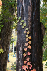 札幌で有名な北海道大学の紅葉したイチョウ並木の近くにあった紅葉したつた