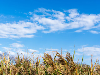 秋の葦原と爽やかな青空01