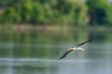 Indian skimmer or Indian scissors bill or Rynchops albicollis skimming and flying with full wingspan in natural scenic green view or background at national chambal sanctuary dholpur rajasthan india