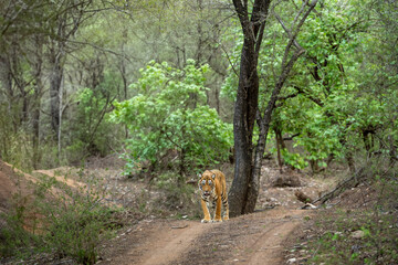 wild female bengal tiger or panthera tigris a showstopper walking head on safari track road in...