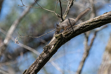 木に登るニホンリス