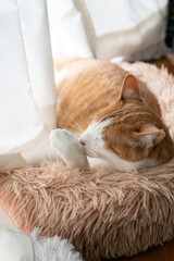 窓辺で毛繕いをする猫　茶トラ白