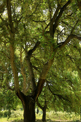 Fototapeta premium Korkeiche (Quercus suber) Korkeichenwald in Portugal, Spanien, Europa 