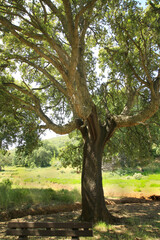 Obraz premium Korkeiche (Quercus suber) Korkeichenwald in Portugal, Spanien, Europa 