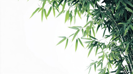 Fototapeta premium Bamboo forest background with green leaves and a tropical nature vibe