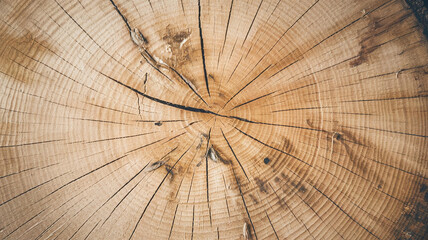 Fototapeta premium Close-up view of an ash tree cut surface showing detailed growth rings and natural textures, perfect for woodworking, nature studies, or rustic design projects. 