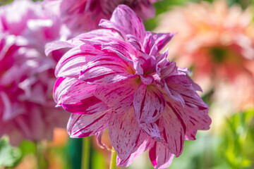 Beautiful pink flowers of Dahlia cultorum in the garden.