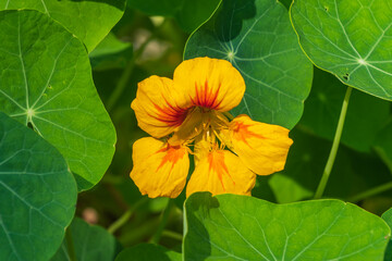 Beautiful yellow flowers of Tropaeolum majus. the garden nasturtium, nasturtium, Indian cress
