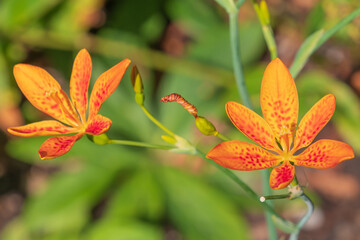 Fototapeta premium Beautiful orange flowers Iris domestica. leopard lily, blackberry lily, leopard flower.