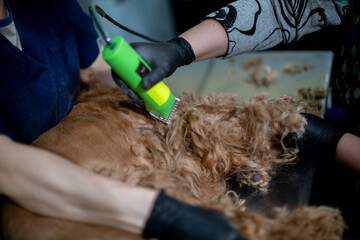 A Comprehensive Grooming Session for a Dog Using a Clipper to Ensure Optimal Care