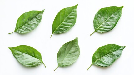 Collection of assorted green leaves arranged on a clean white background showcasing diverse textures and shapes for a fresh and natural aesthetic.