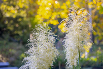 Selective focus of white cream puffy flowers of Pampas grass in the garden with blurred Autumn...