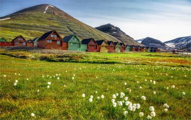Eine bunte Häuserzeile in Longyearbyen. Mit Wollblume und grüner Wiese im Vordergrund.  
