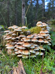 
Gr&uuml;nbl&auml;ttriger Schwefelkopf