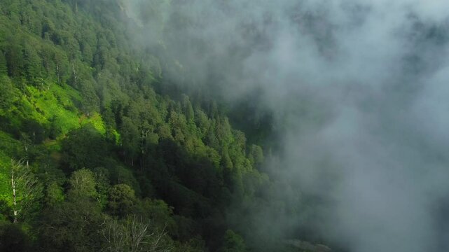 Low clouds float over mountainside covered with dense forest on summer day. Serene atmosphere enhances beauty of green landscape, creating tranquil environment. View from drone