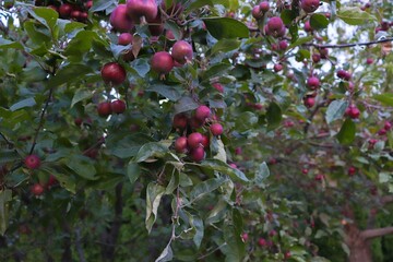 Chinese apples on a tree. Malus prunifolia. Pear-leaved apple tree.