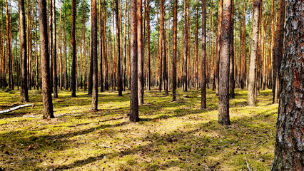 Obraz premium Trees in the forest