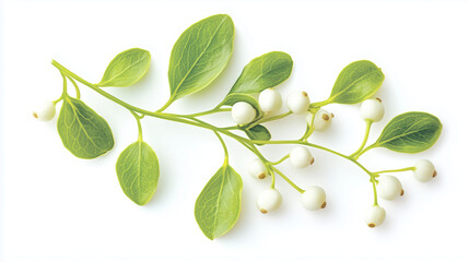 Fototapeta premium Mistletoe Sprig with Green Leaves and White Berries on White Background