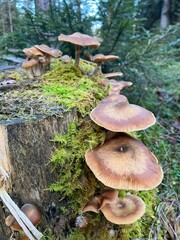 Ziegelroter Schwefelkopf