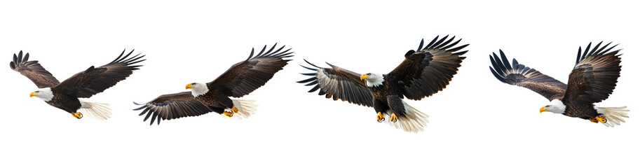 Set of American bald eagle animal flying bird isolated on transparent background, cut out