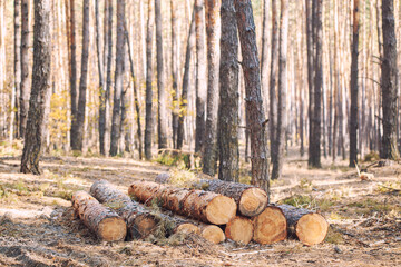 freshly cut logs piled in a forest , highlighting the process of logging and timber preparation