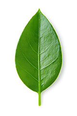 Obraz premium A single green leaf close-up, isolated on white background