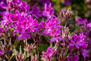 Obraz premium Vibrant Pelargonium flowers in full bloom with a bee collecting nectar in a sunny garden.