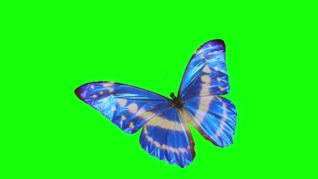 Blue Butterfly Animation on Green & Blue Screen Background