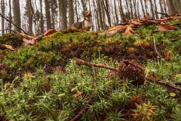 Fototapeta premium Macro - Forest - Europe, Romania, Suceava region