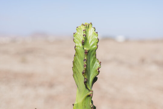 Close-up of Euphorbia candelabrum against a clear sky