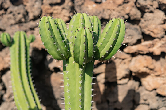 Close-up of Polaskia chichipe cactus with textured background