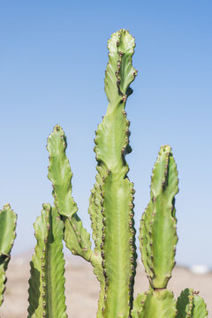 Tall euphorbia candelabrum cactus against clear blue sky