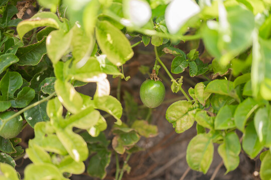 Green passion fruit hanging among vibrant leaves in sunlight
