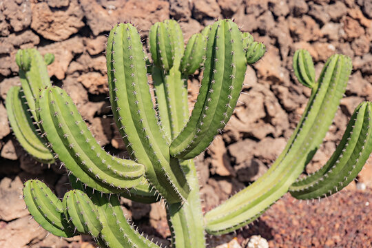 Close-up of vibrant green Polaskia chichipe cactus in desert setting