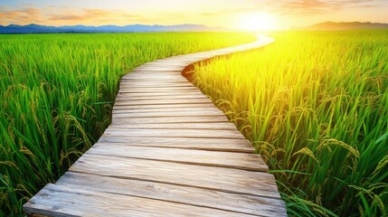 Fototapeta premium Serene Wooden Pathway Through Lush Rice Fields at Sunrise with Beautiful Sky and Soft Lighting Creating a Calm and Tranquil Atmosphere in Nature