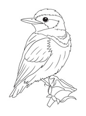 Obraz premium Black and white bird illustration perfect for coloring books, adult coloring pages, or creative art projects. Features intricate details and nature-inspired design