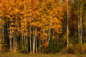 bright vibrant colors of golden autumn. dense aspen grove with lush orange-yellow foliage in bright daylight. fine october day. side view from close range