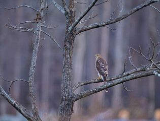 Red-shouldered hawk perched on a branch looking over its shoulder in Cade's Cove, Great Smoky Mountains, Tennessee