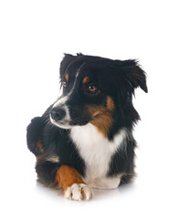 Miniature Australian Shepherd