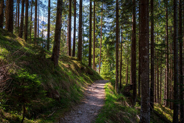 Fototapeta premium Walk with me through the Tirol green forest during Spring with sun light through the trees