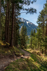 Walk with me through the Tirol green forest during Spring with sun light through the trees