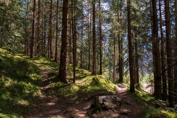 Obraz premium Walk with me through the Tirol green forest during Spring with sun light through the trees