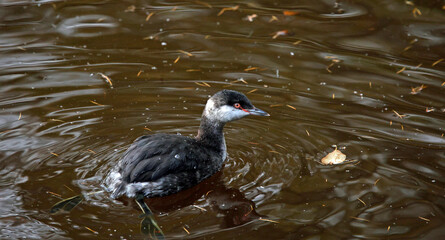 Slavonin grebe on a mill pond