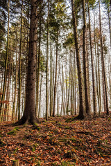 Obraz premium Landscapes - Forest - Europe, Romania, Suceava region