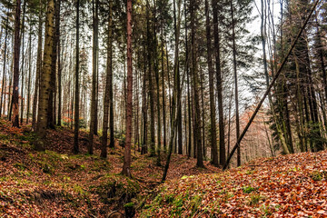 Fototapeta premium Landscapes - Forest - Europe, Romania, Suceava region
