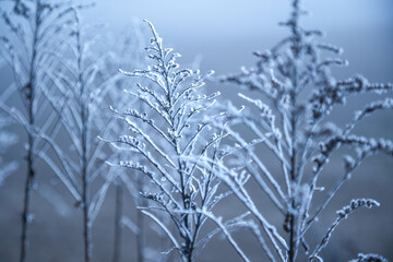 Obraz premium Hoarfrost on frozen grass in winter, shallow depth of field, illuminated by cool blue light.