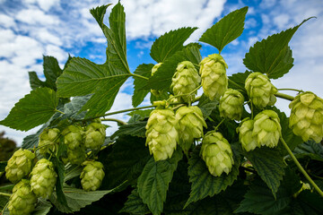 Hops growing on lush green vines under a bright blue sky in the countryside during late summer, showcasing their rich, vibrant colors