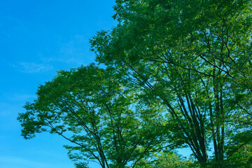 Fototapeta premium 緑の公園