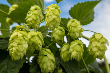 Clusters of fresh green hop cones growing on a vine under clear blue skies