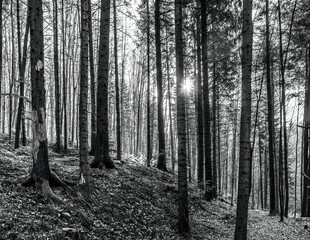Fototapety na wymiar - Fototapeta24.pl